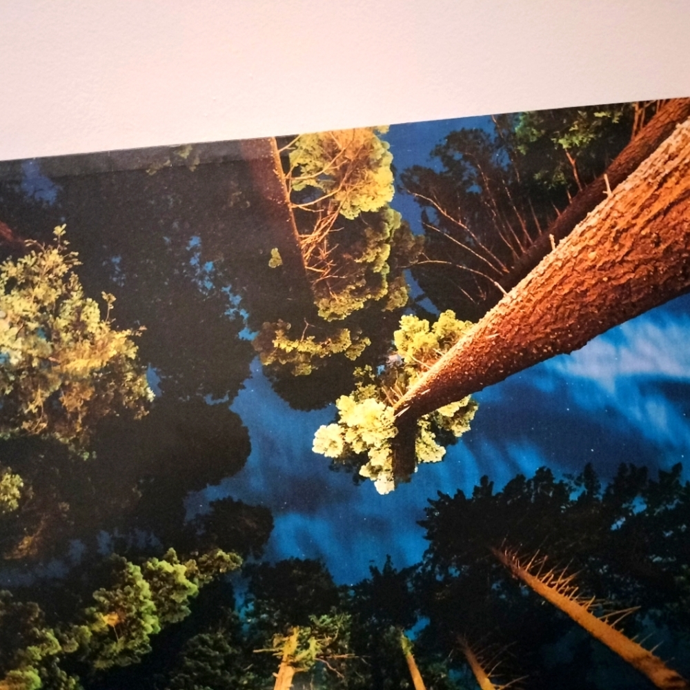 Tree picture - Picture 2 of 3